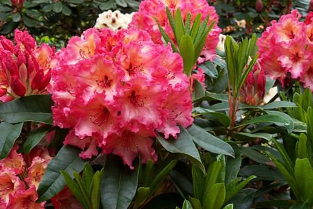 (Nancy Evans x Pink Petticoats)